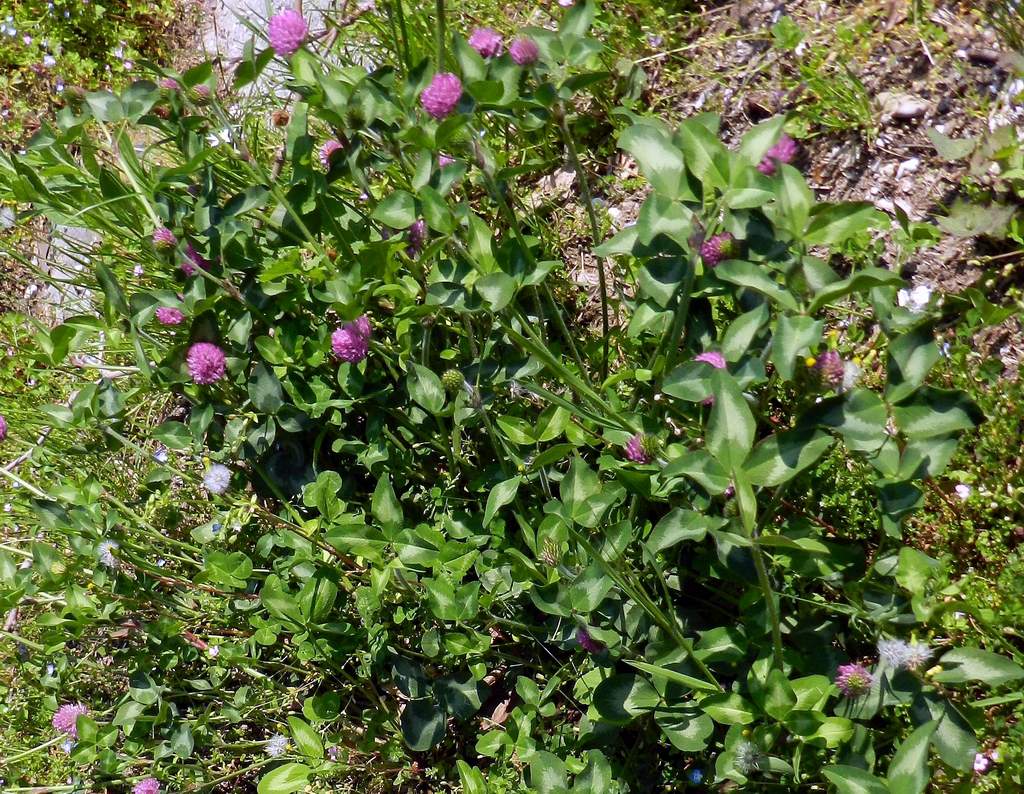 Trifolium pratense